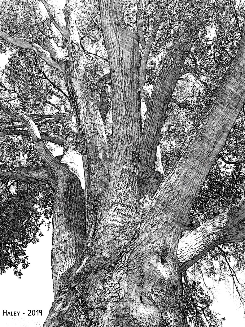 The King of Duir&nbsp;Forest