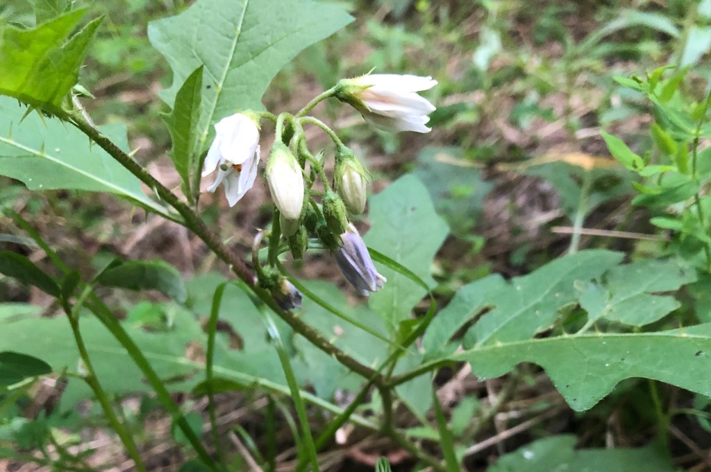 The Courage of the&nbsp;Seed