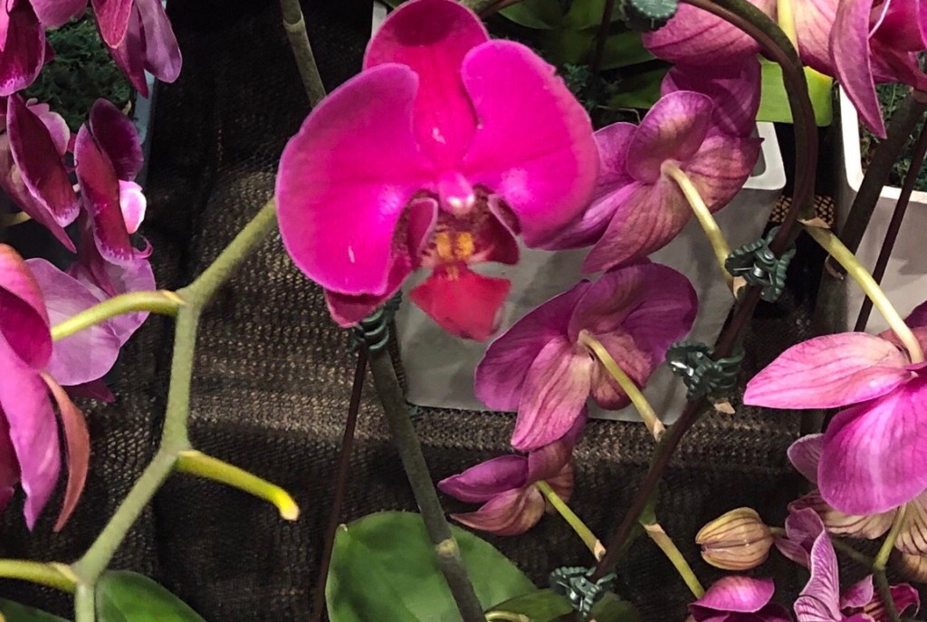 The Birds have&nbsp;Vanished