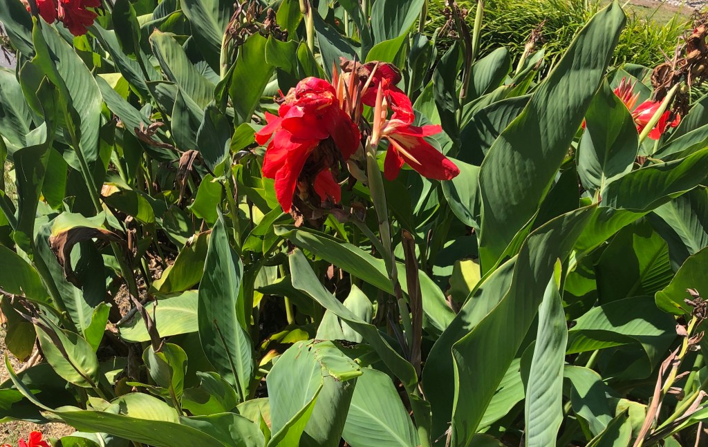 Canna indica