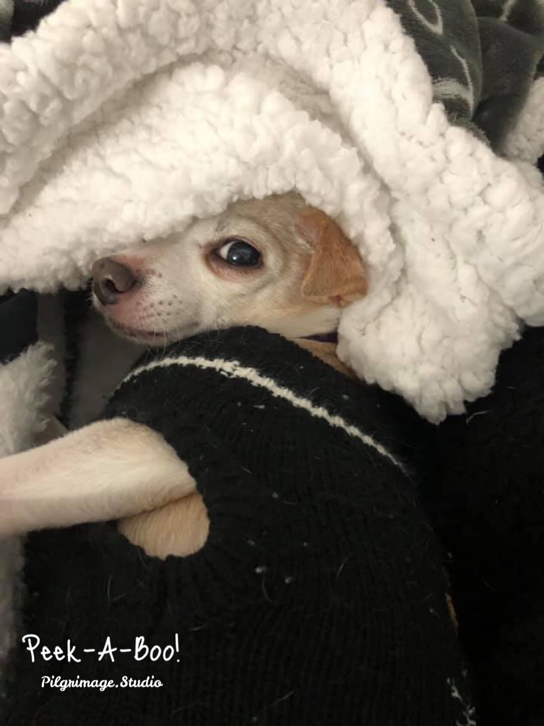 Peek-a-Boo! Love, Peanut 
