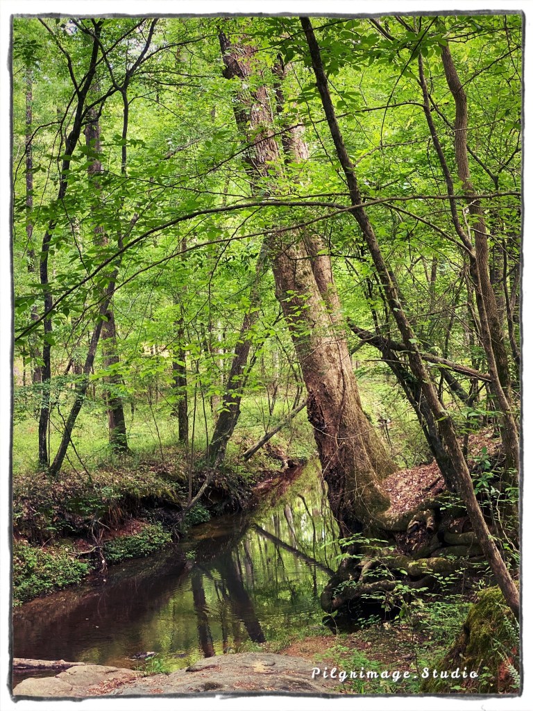 A Creek meanders through the green forest of hardwoods. The branches are mirrored on the glassy surface of the water. 