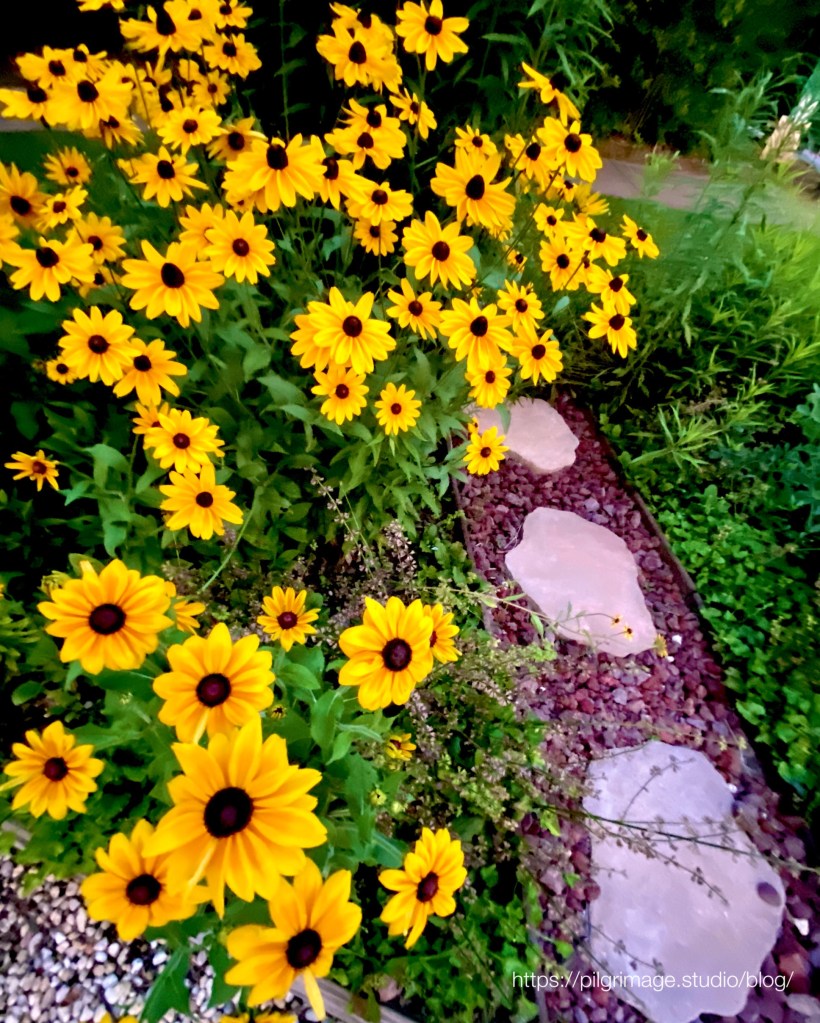Black-Eyed Susan 