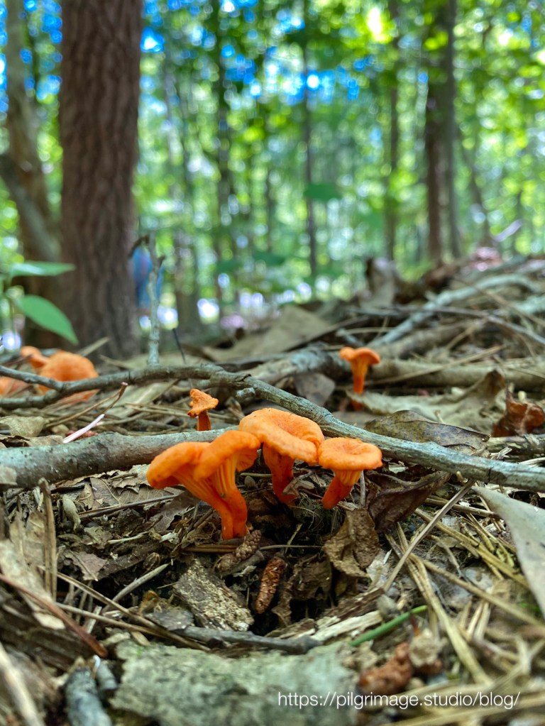 Orange mushrooms 
