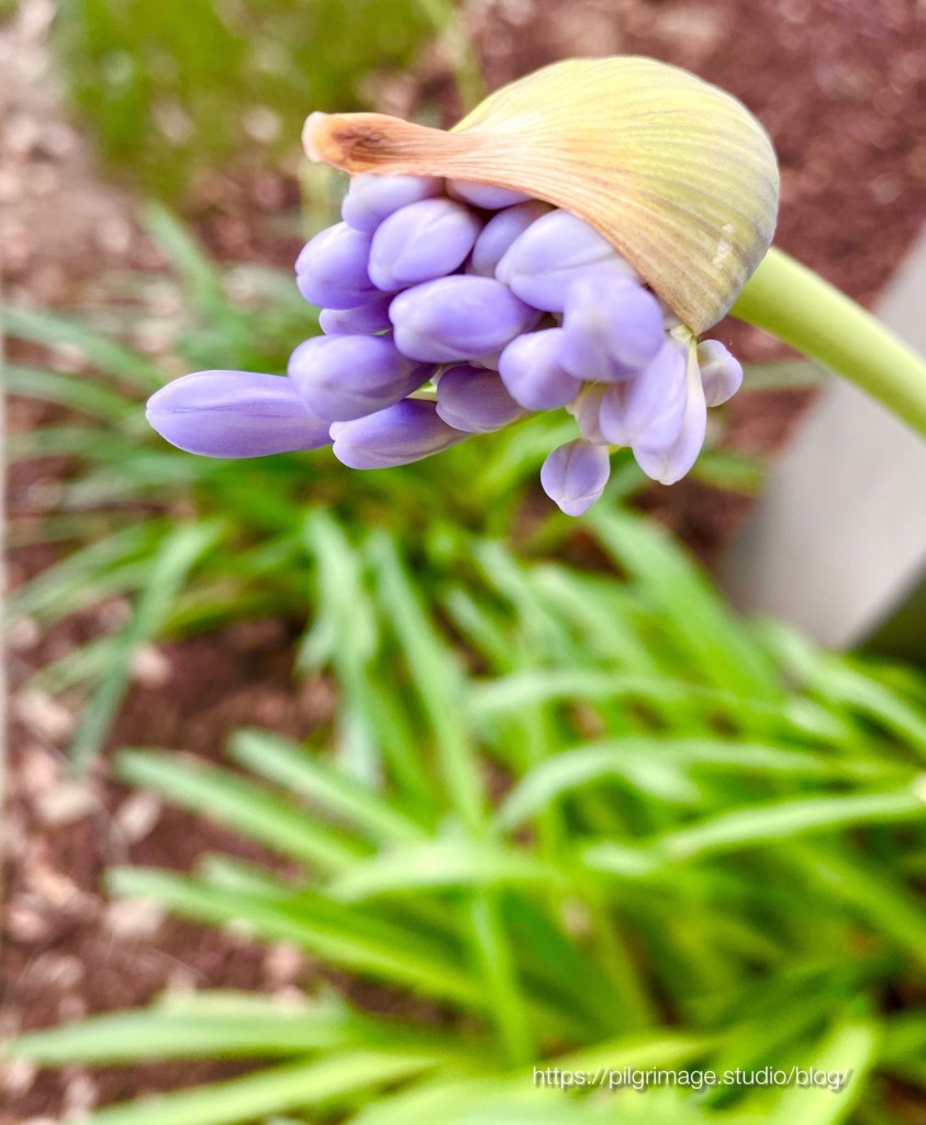 Blue Giant Agapanthus Buds