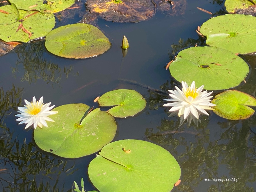 Lily Pads in the Pond