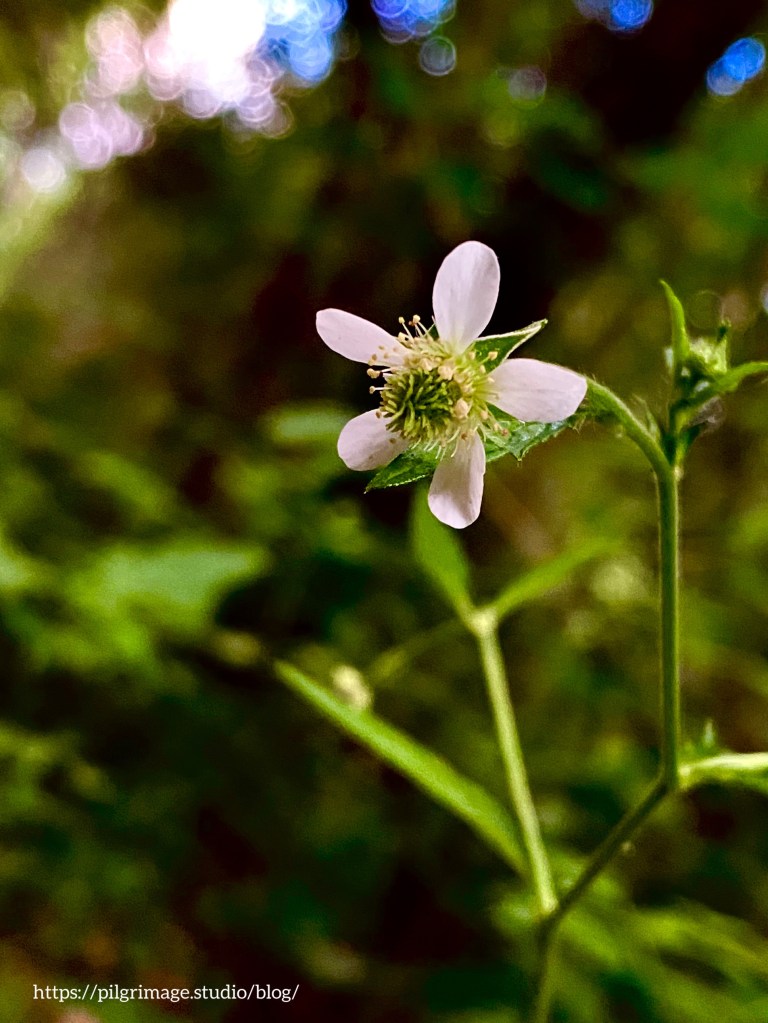 White Avens Flower