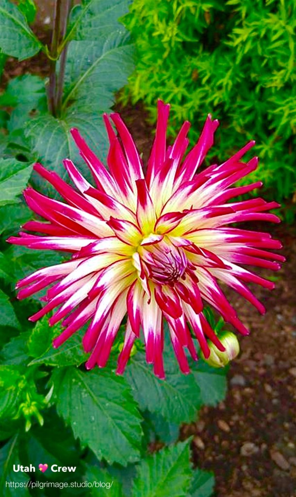 Bright Dahlia 