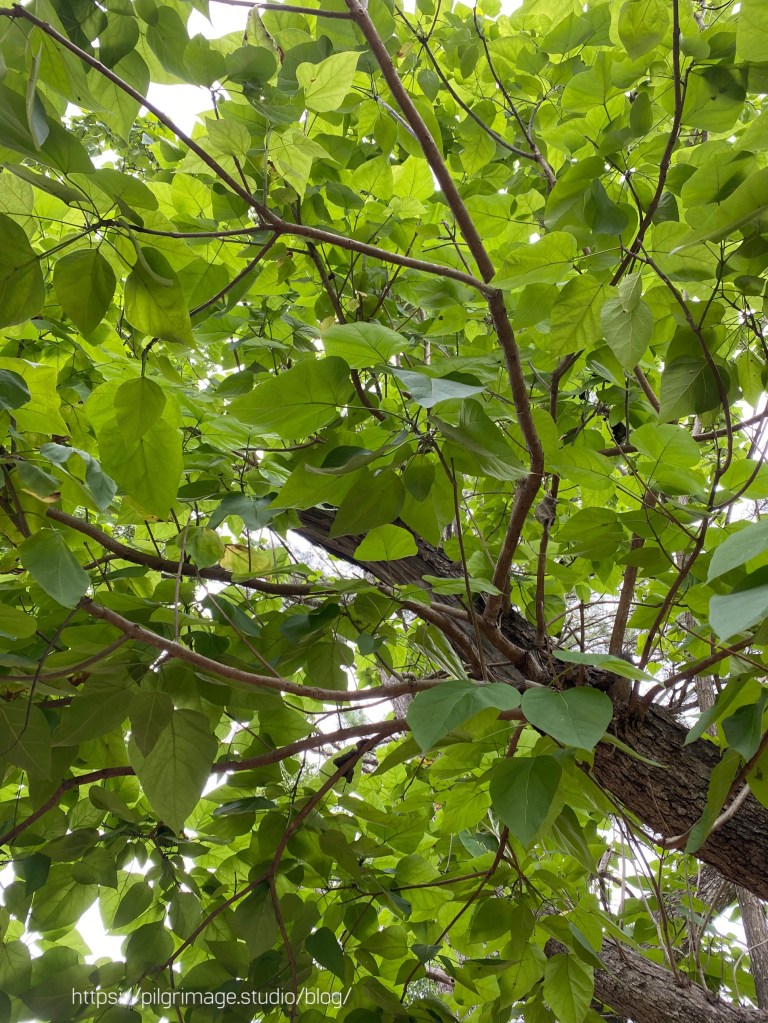 Looking up at the leaves and branches 