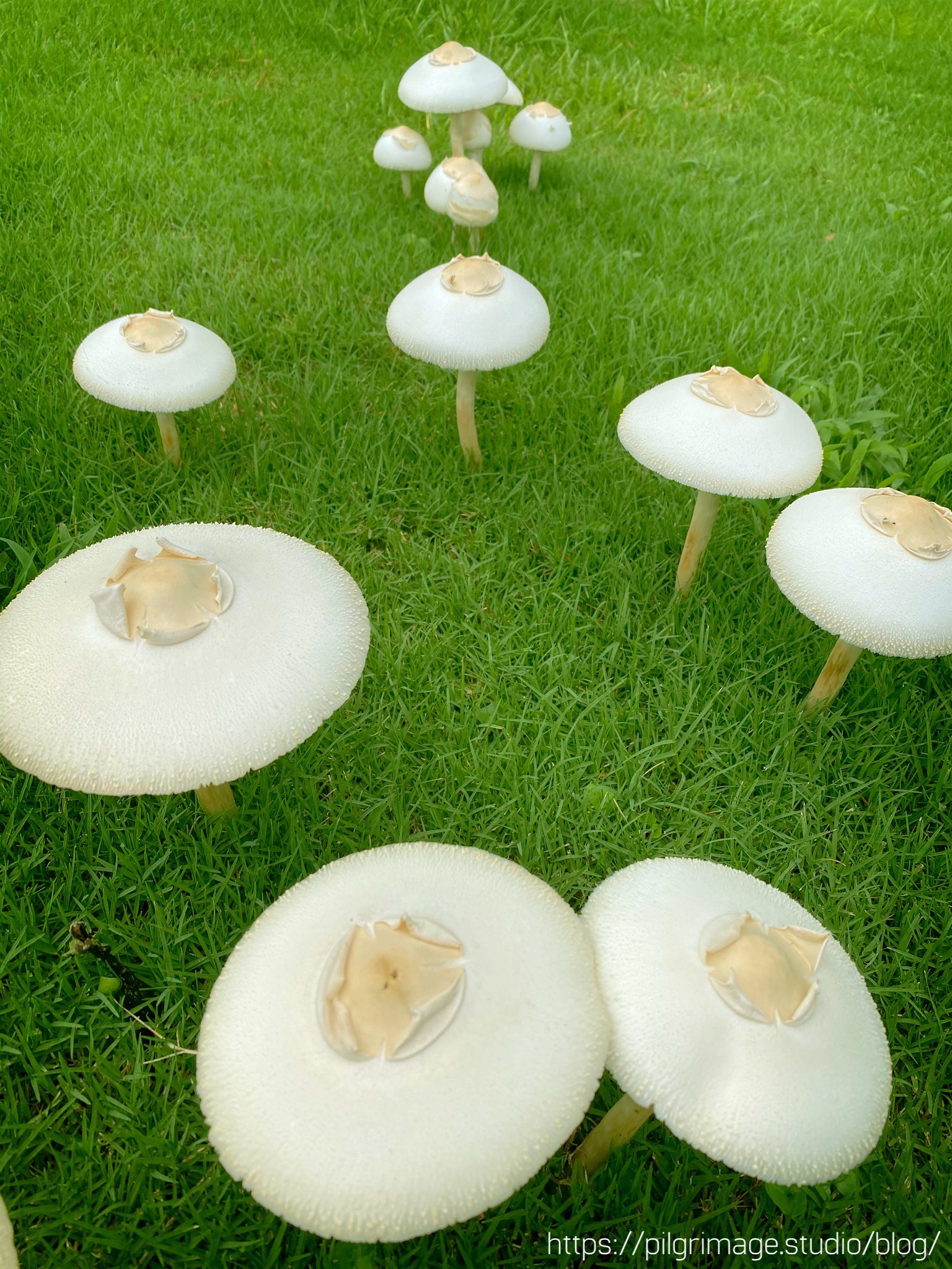 Mushroom circle 