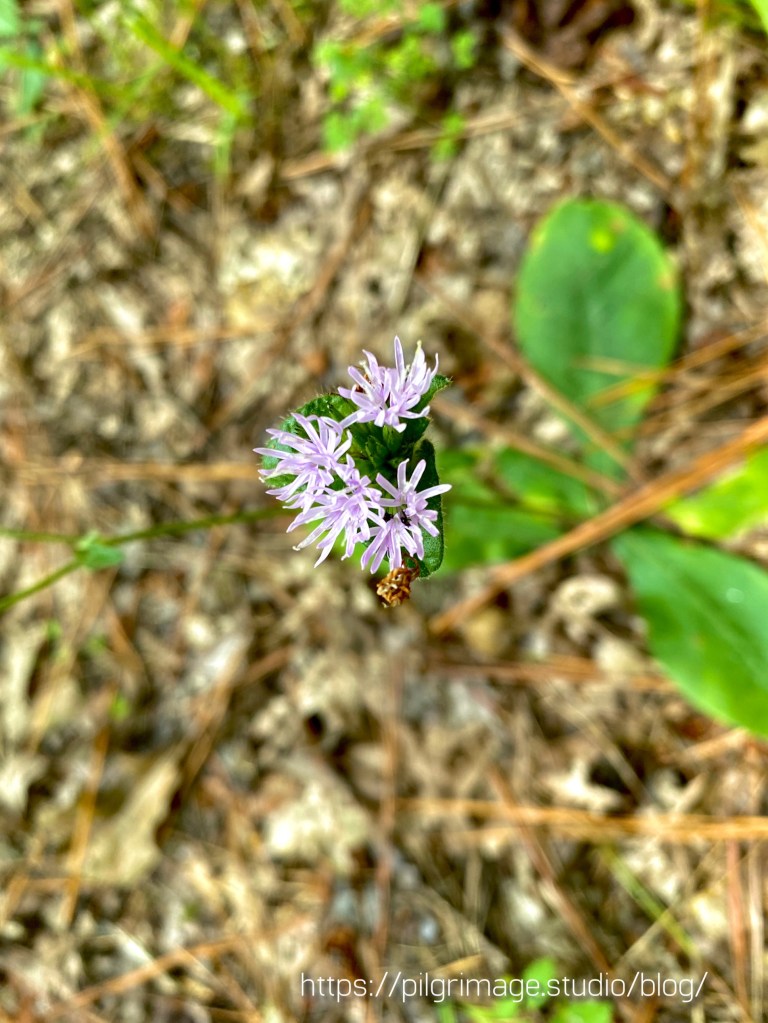 Devil’s Grandmother Blooms 