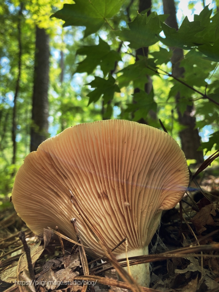 Large mushroom