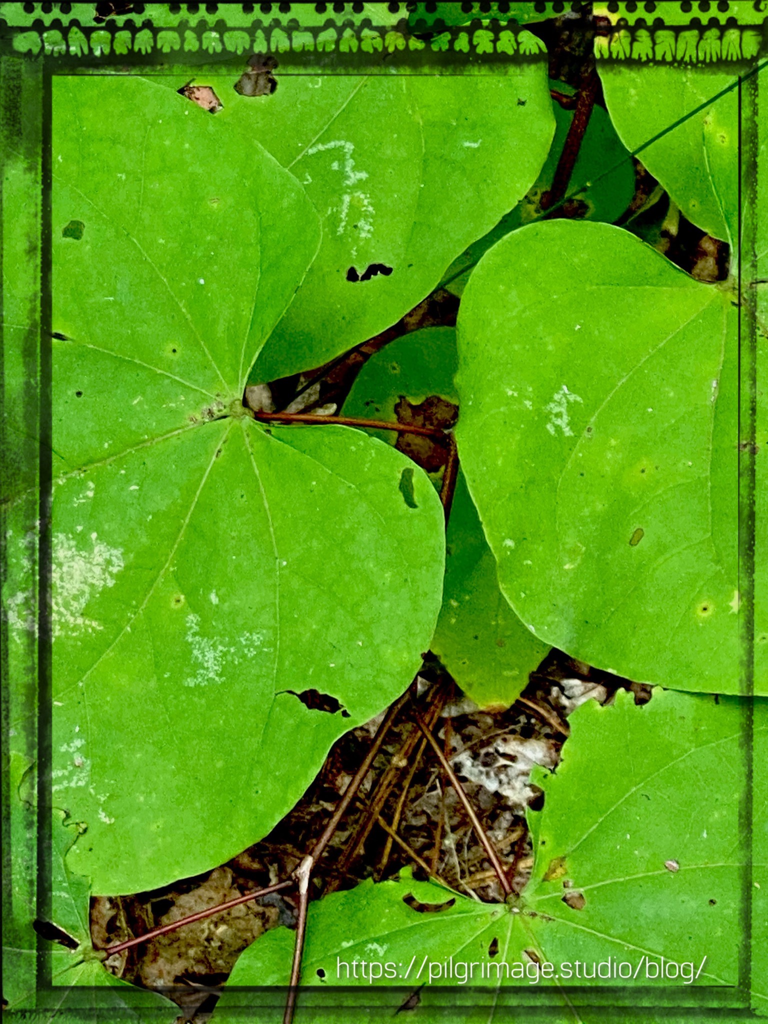 Large Green Leaves ​covering the forest floor 