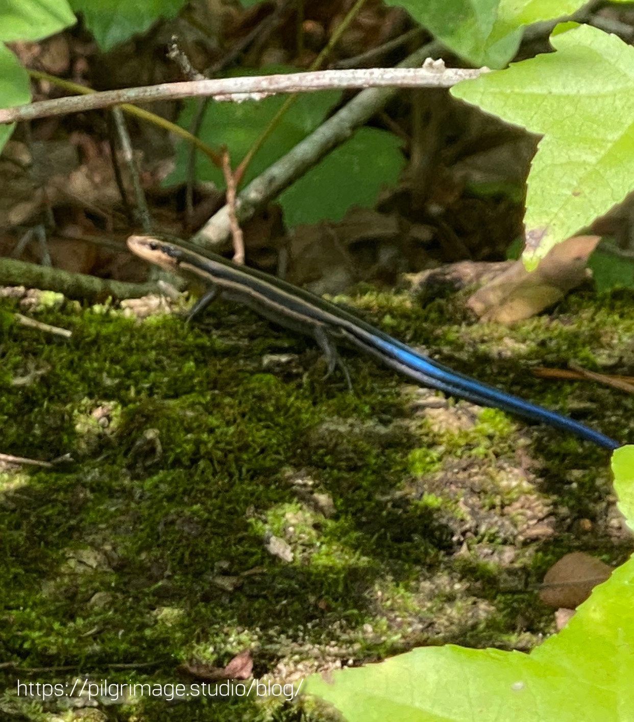 Lizard poses in the moss