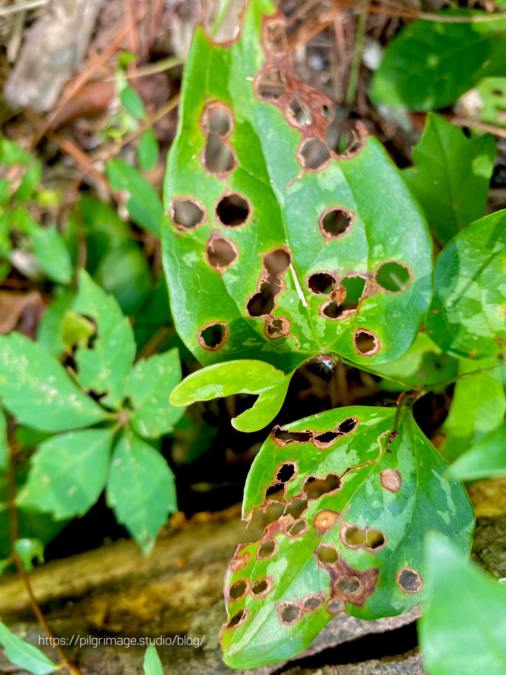 Leaves with holes eaten out of them 