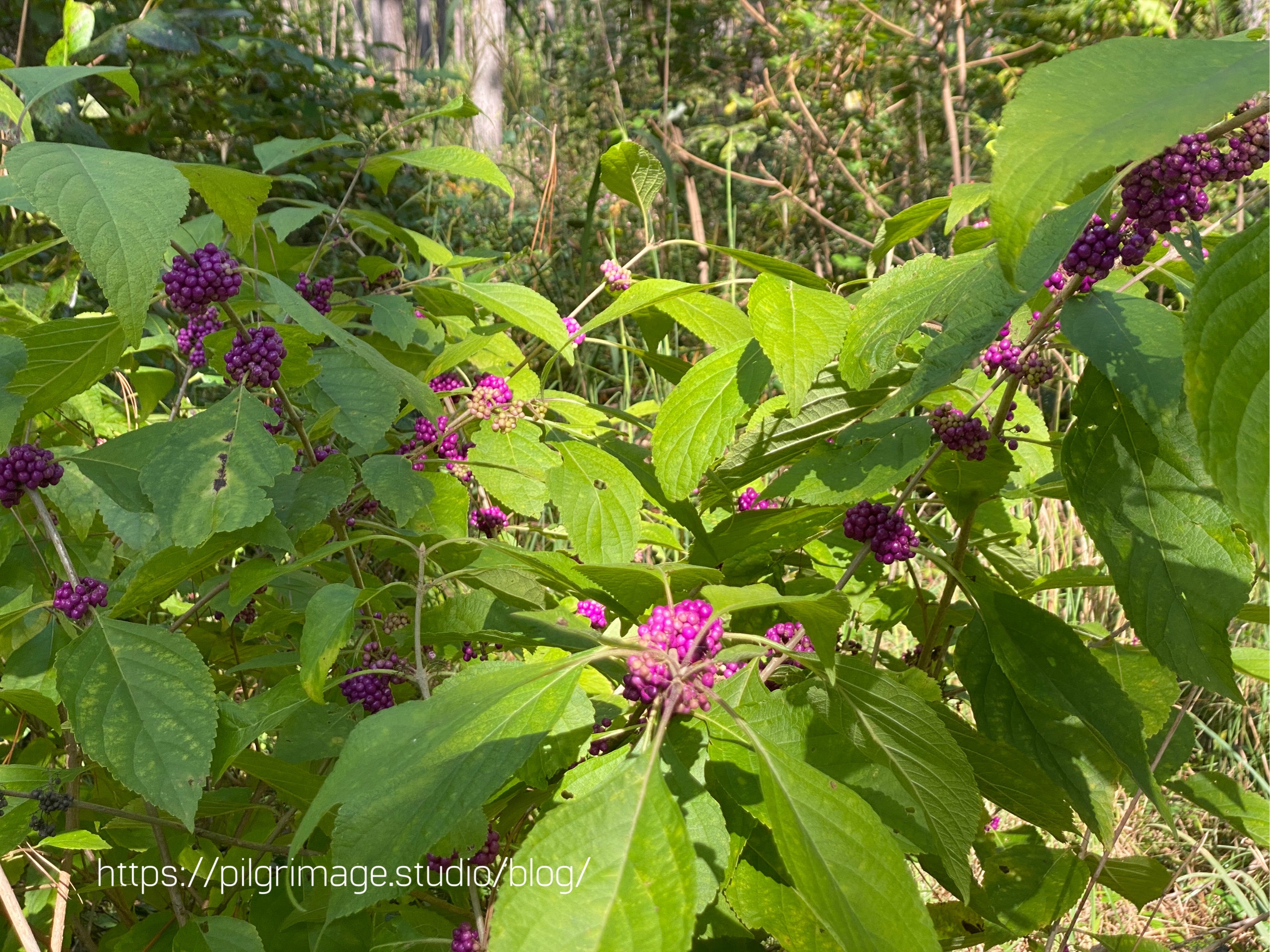Beautyberry bush