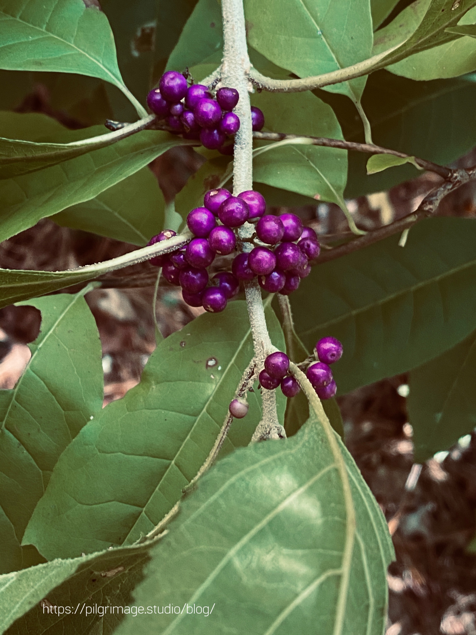 Beautyberries