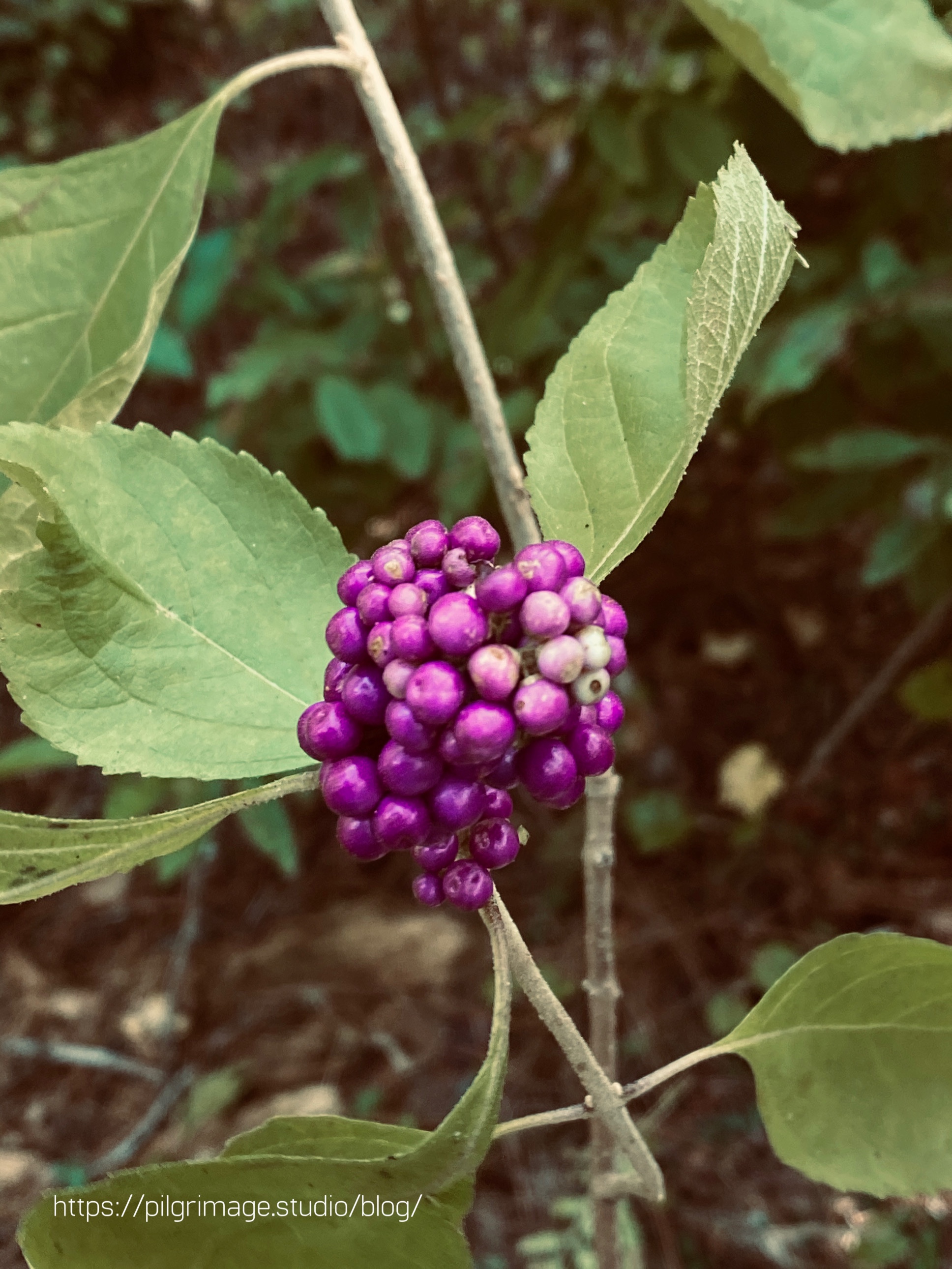 Beautyberries