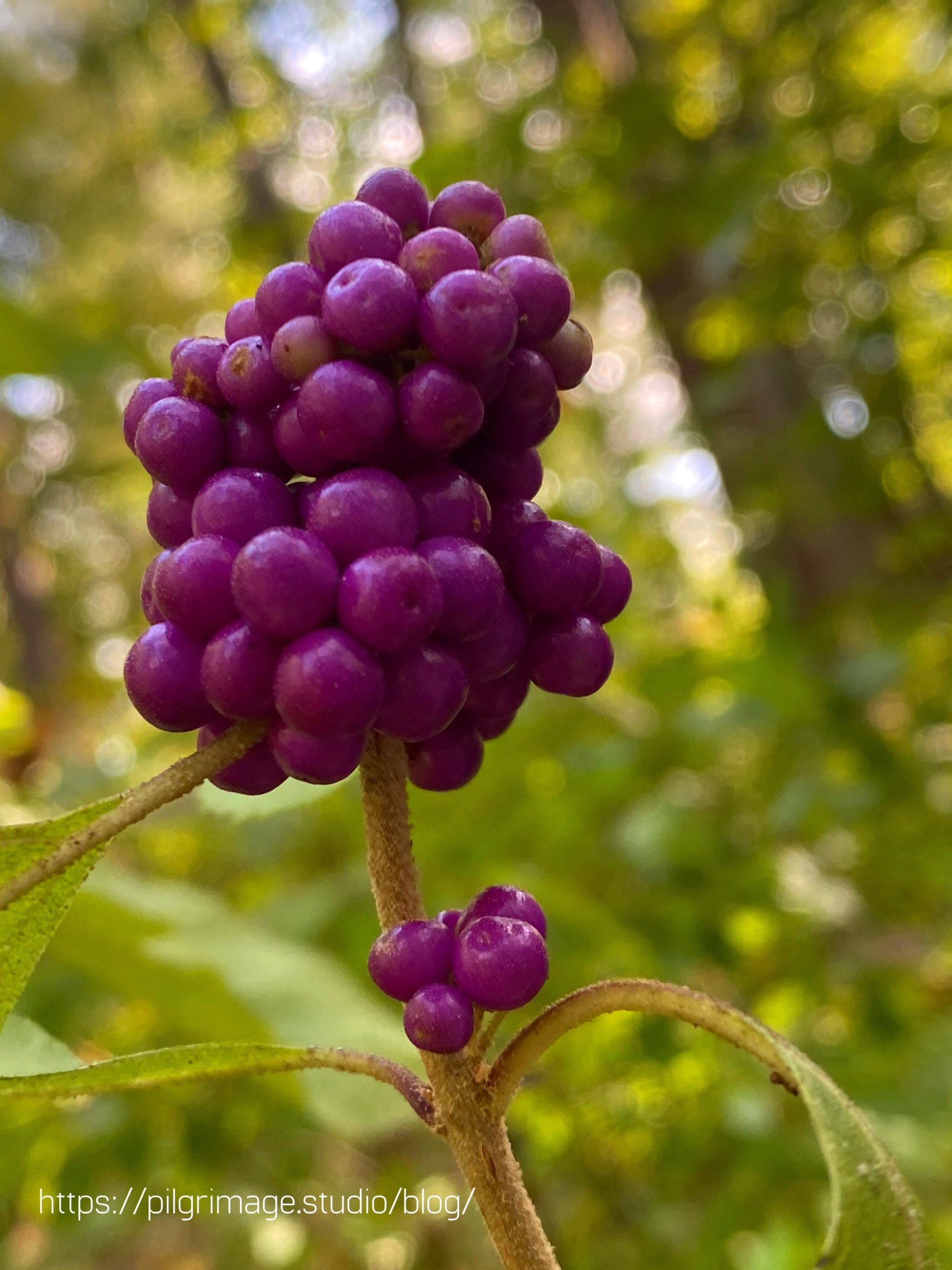 Beautyberries
