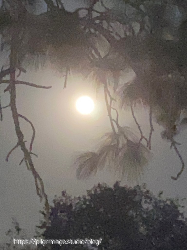 The full harvest moon between branches 