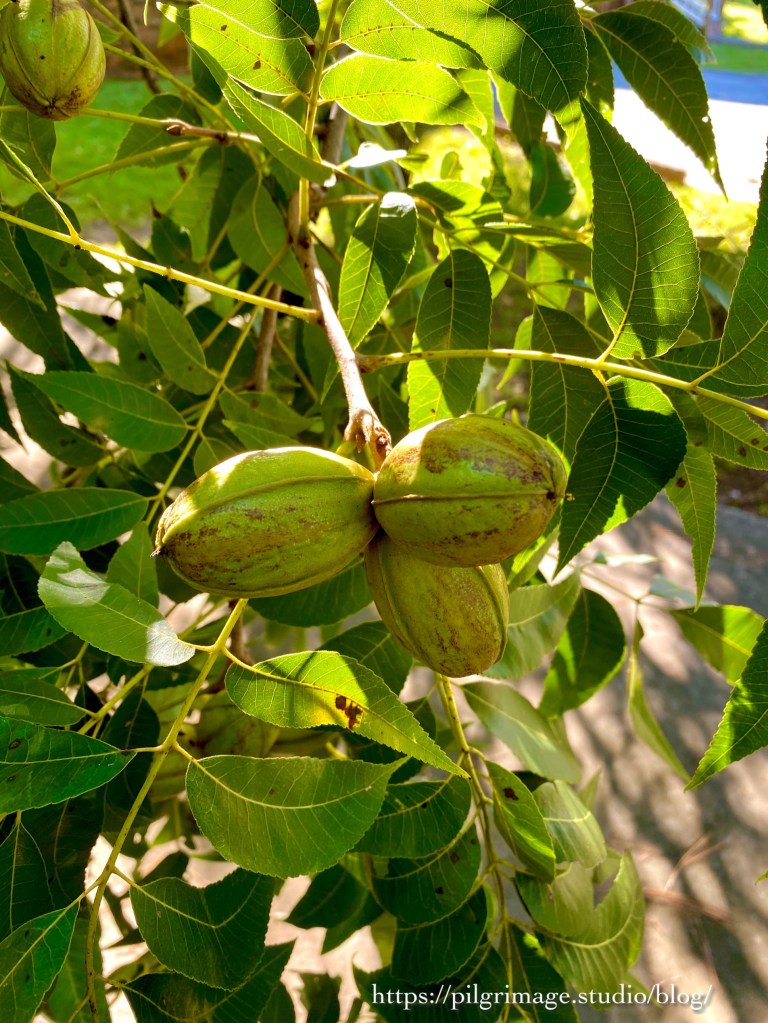 Pecans hanging in the tree 