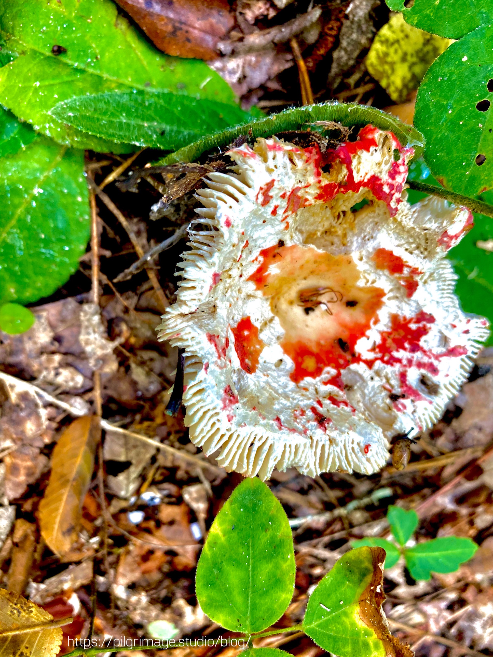 Red, orange and white Mushroom 
