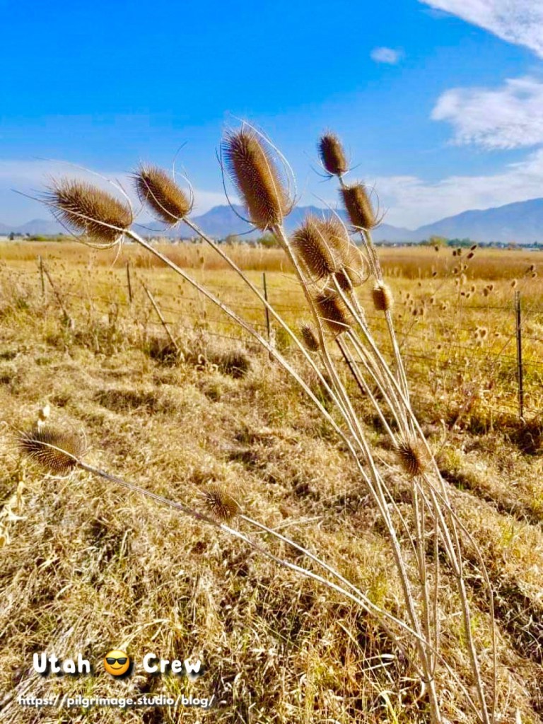 Red, orange and white Mushroom 