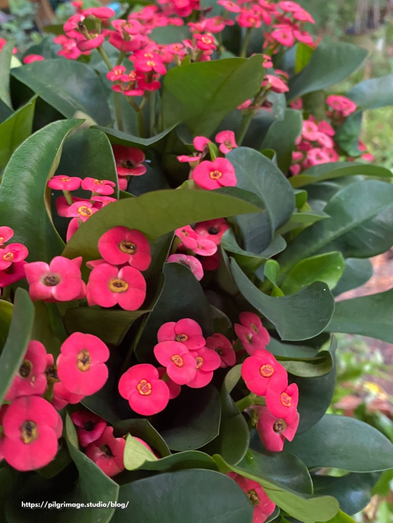 Crown of Thormns Blooms 