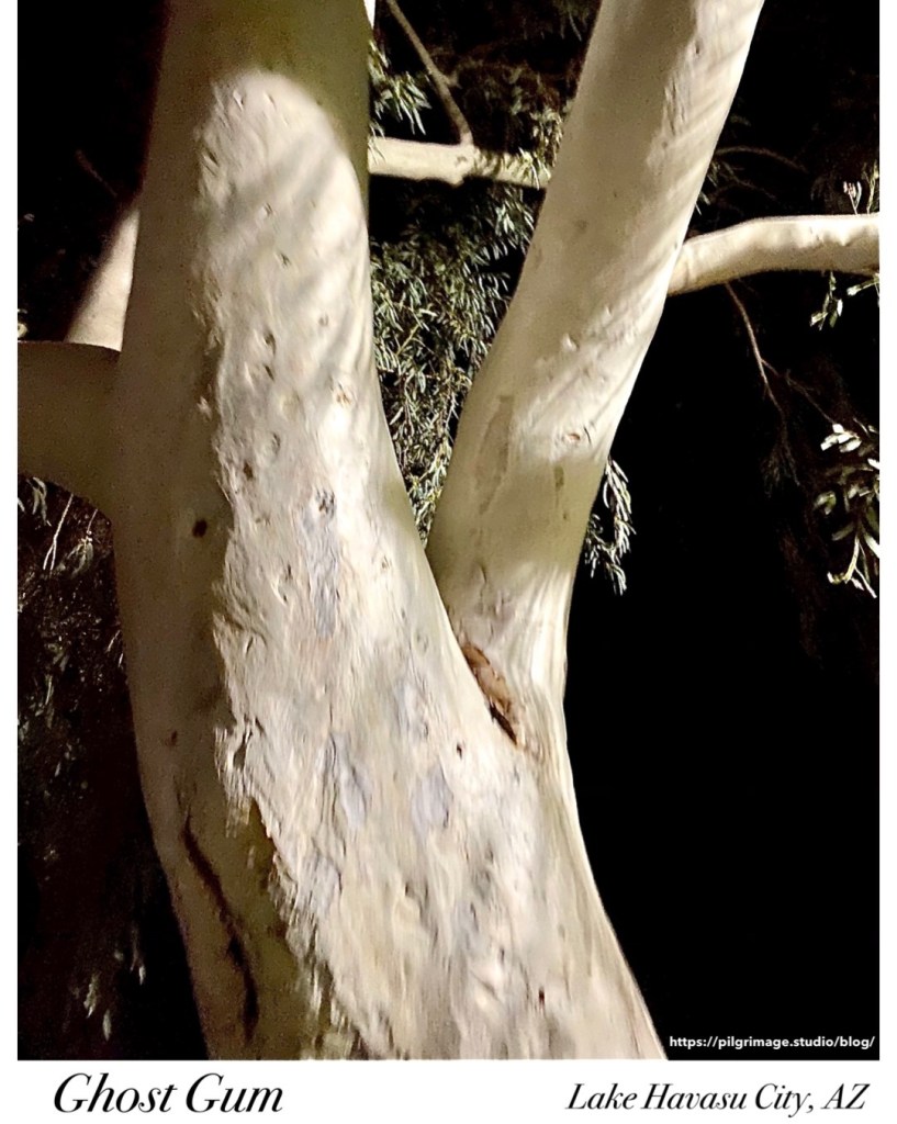 Ghost Gum Tree