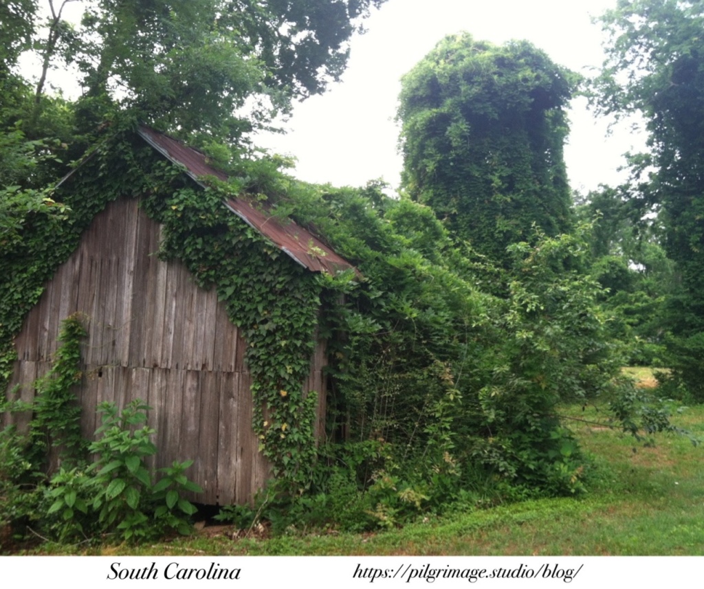 Old shed covered in Ivy 