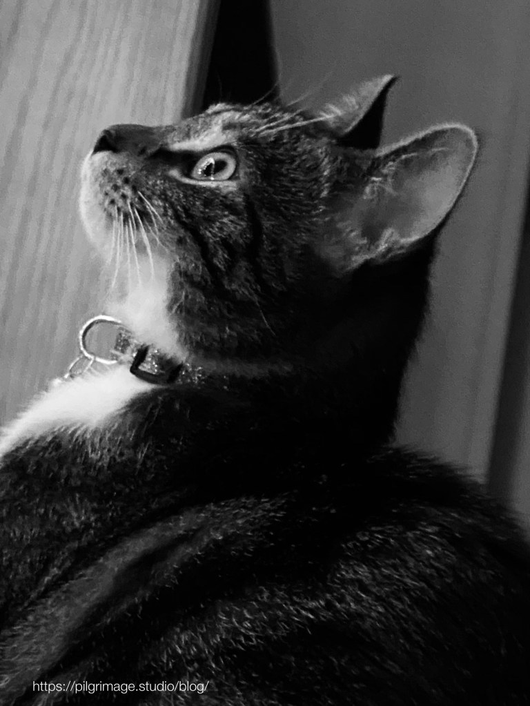 Vanya watches the Yule lights 