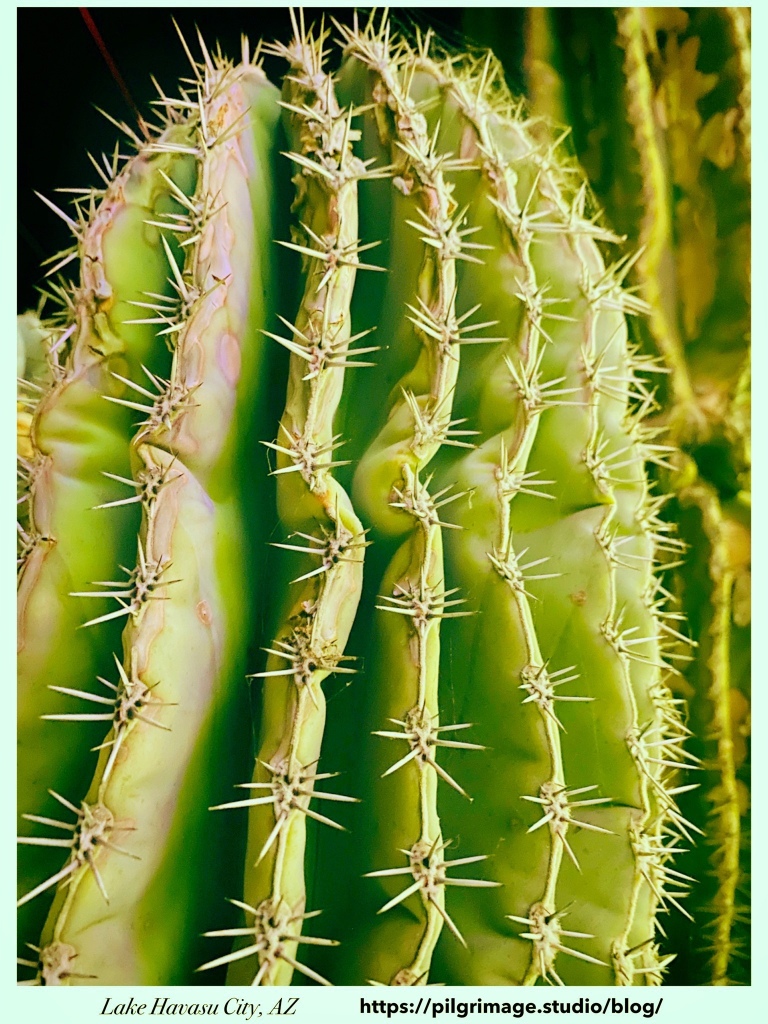 Close up of cactus spikes 
