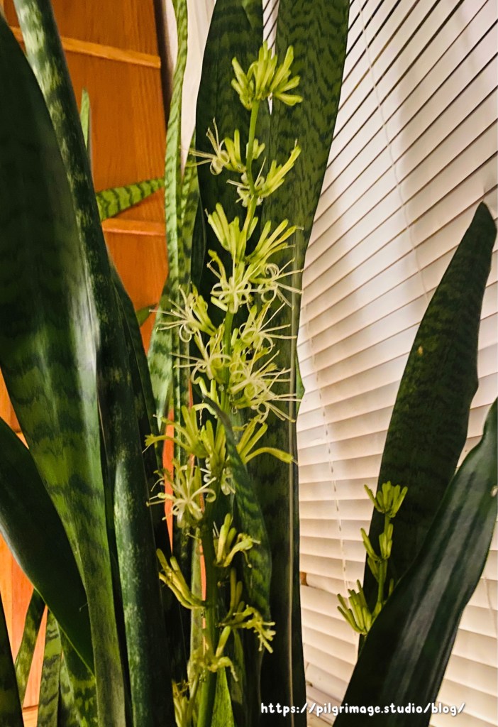 Blooming Sword Plant 