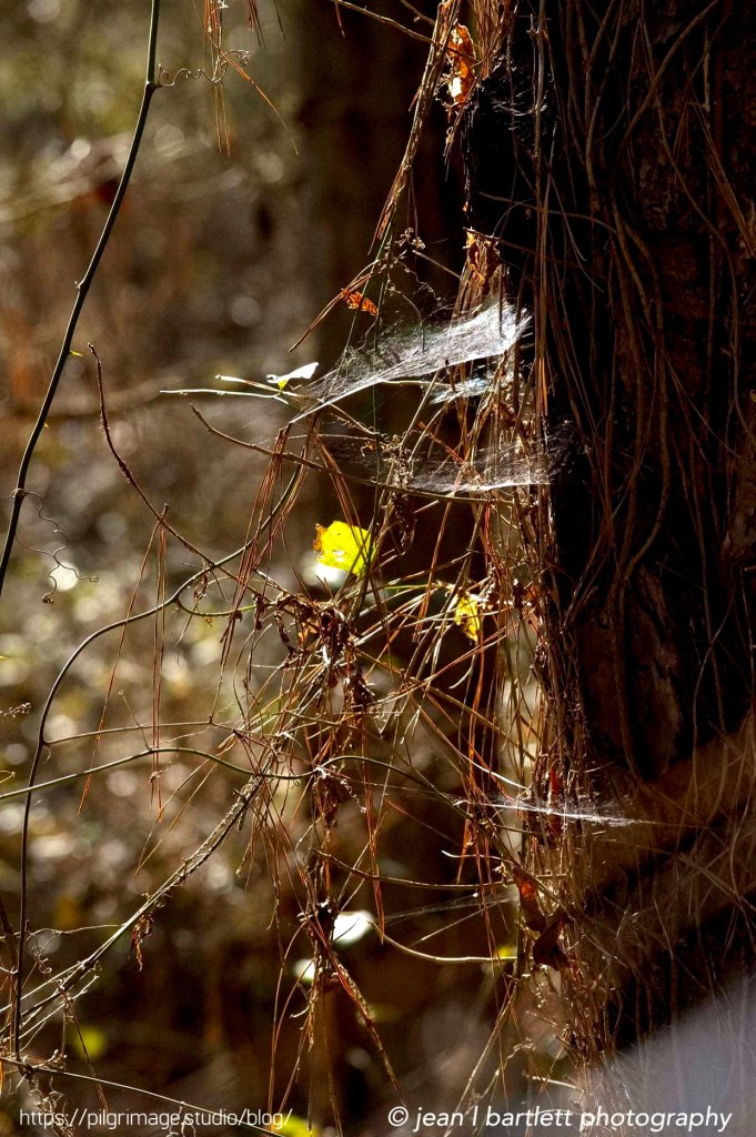 Light caught in webs 