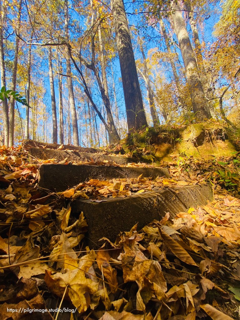 The woods in November colors