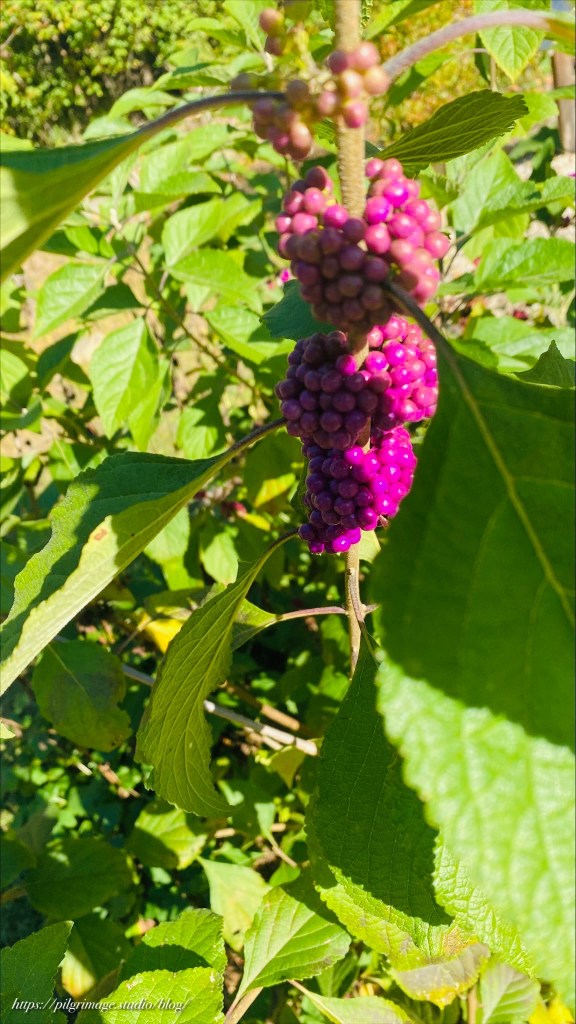 American Sweet Berry 