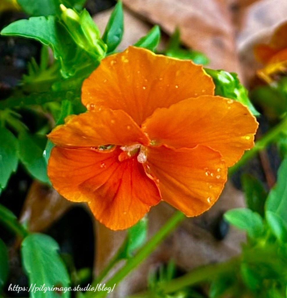 Orange Pansie 