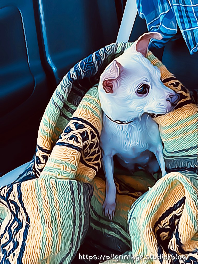 Chihuahua in Blanket 