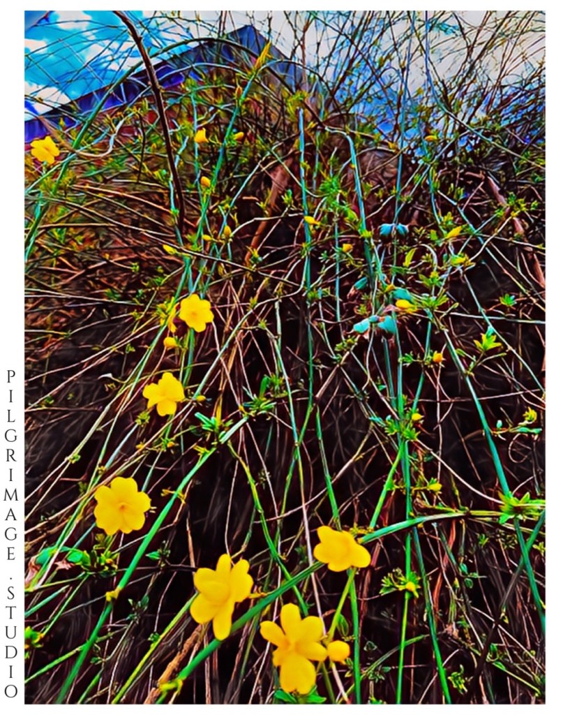 ©️ Pilgrimage Studio 