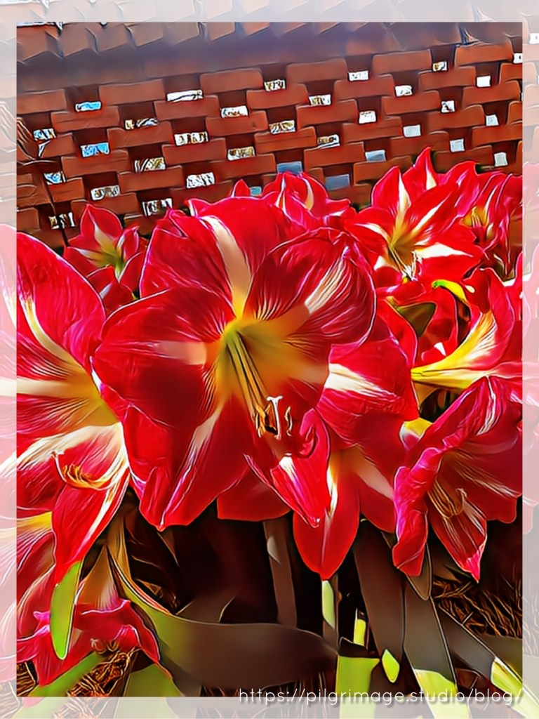 Amaryllis