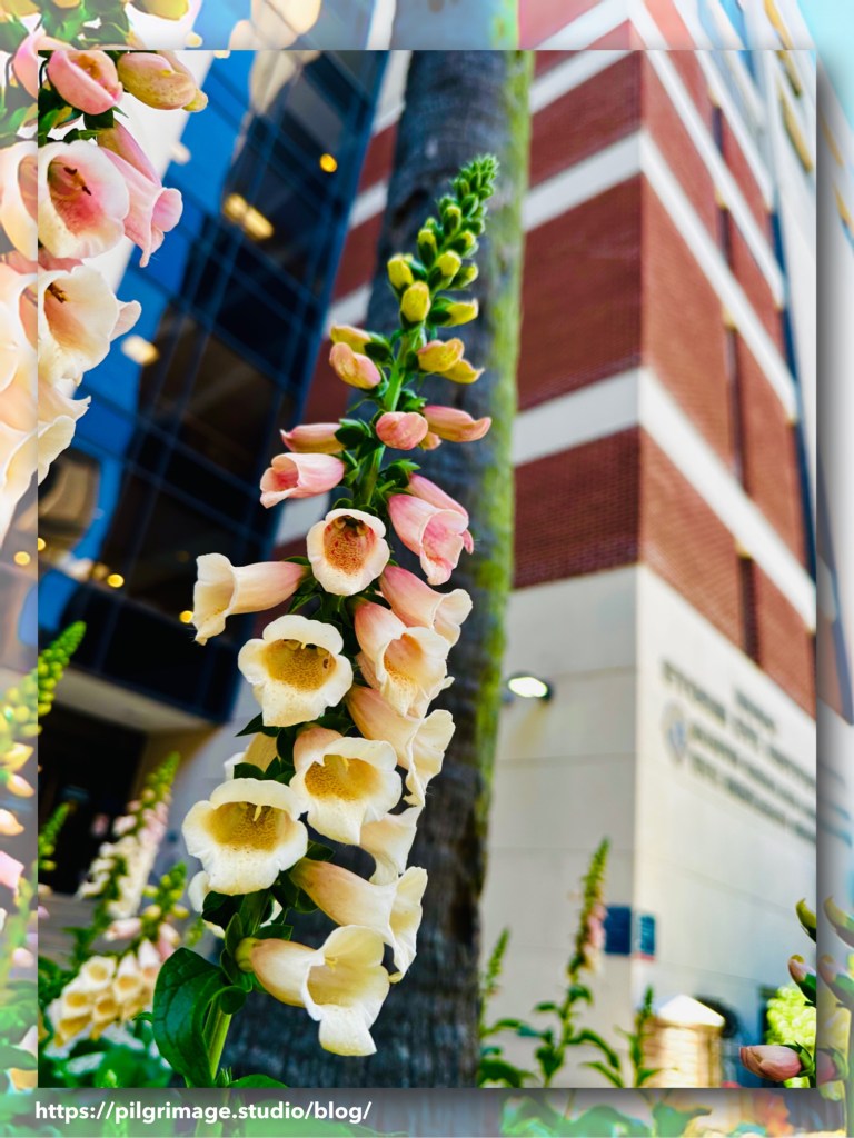 Pastel foxgloves backdropped by industrial buildings in Charleston, SC