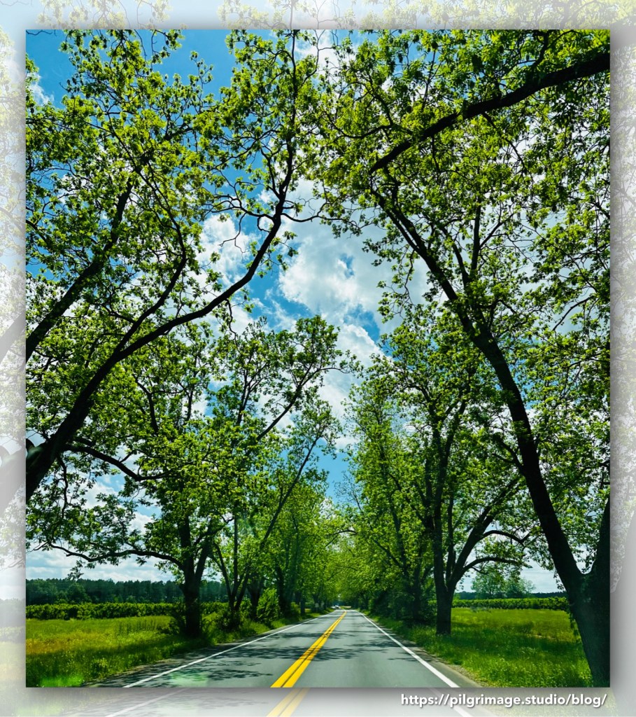 Country road fringed with trees