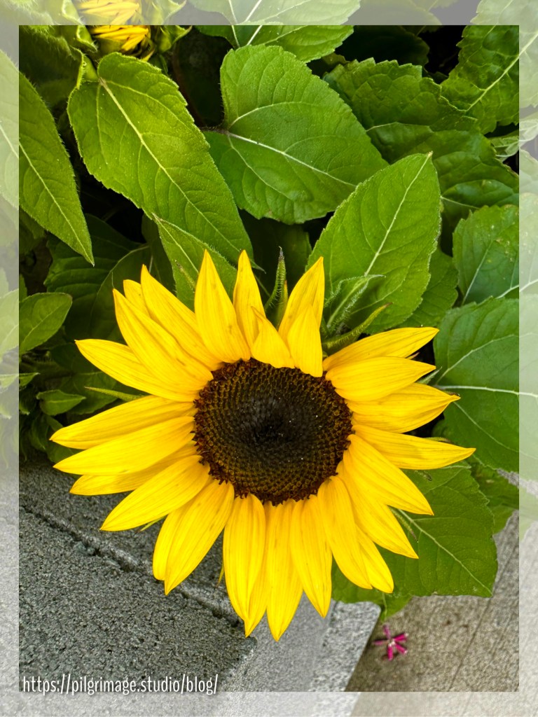 Bright sunflower nestled in bright green leaves