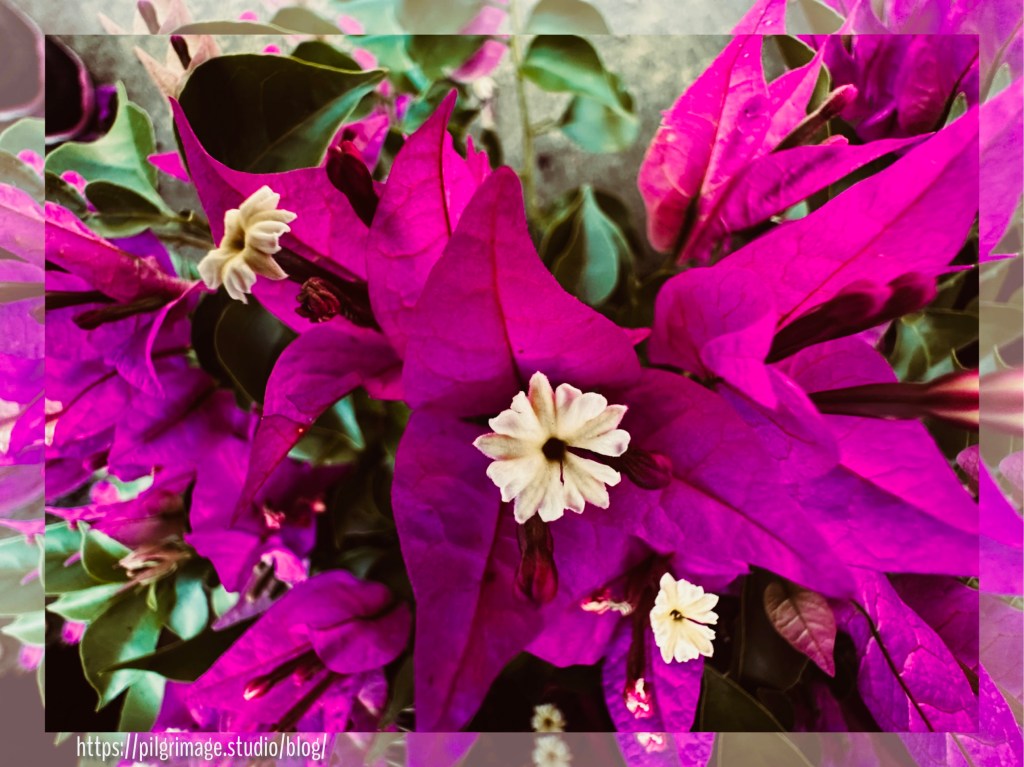 Bright Pink Bougainvillea with cream center