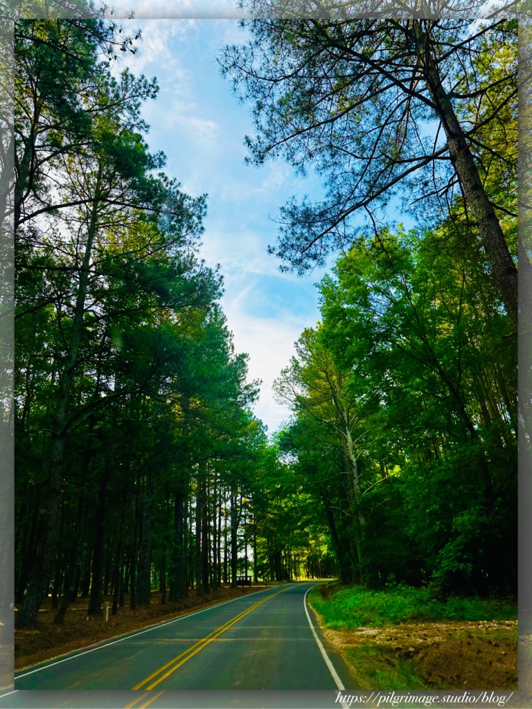 A road through the lush green woods, sun sparkles through leaves