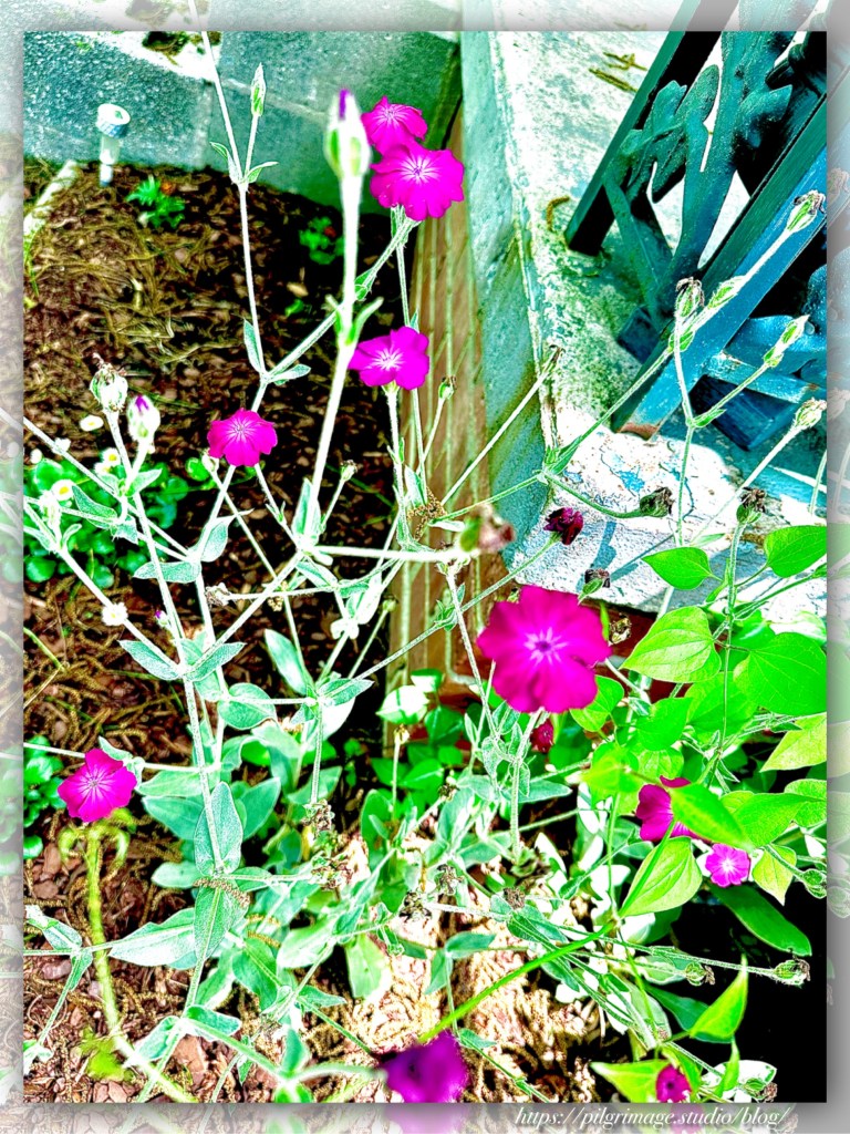 Bright magenta Silene coronaria in bloom