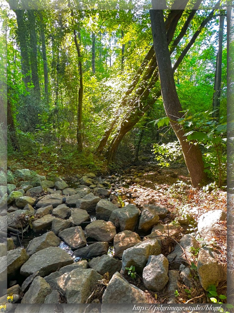 Glowing light through the green forest and rock-strewn stream