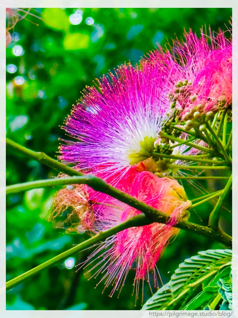 Bright fuchsia Mimosa blooms