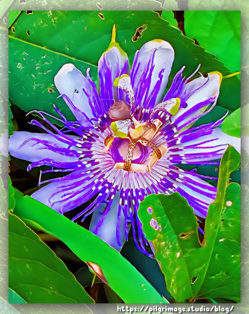 Purple Passion Flower Art Photo