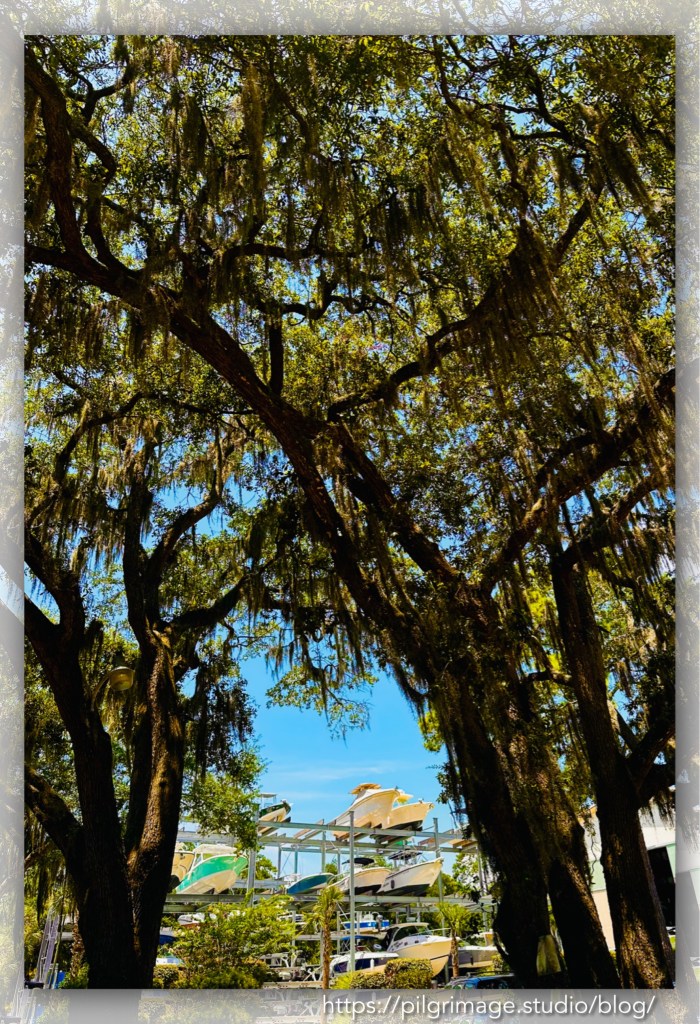 Boat storage seen through the Spanish 
moss-covered oaks 